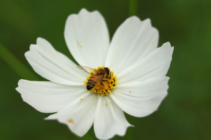 bee